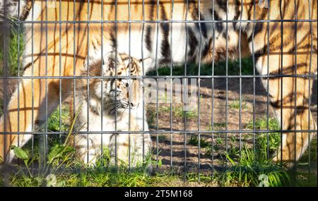 Baby-Amour-Tiger hinter Zäunen, lebt in Gefangenschaft - Sommer Stockfoto