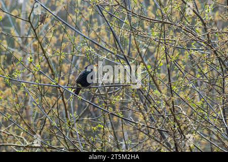 Sturnus vulgaris zeigt seine Farben auf einem Baumzweig. Stockfoto