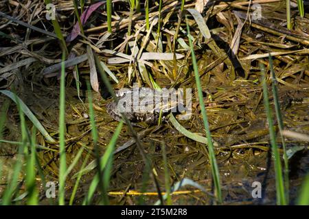 Der Frosch Rana ridibunda pelophylax ridibundus sitzt auf Steinen am Ufer des Gartenteichs. Unscharfer Hintergrund. Selektiver Fokus. Frühlingsgarten. N Stockfoto