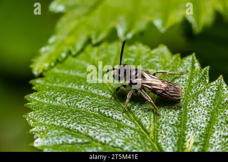 Nahaufnahme auf einer weiblichen Furchen-verbandten Schweißbiene, Lasioglossum Zonulum, auf einem grünen Blatt. Stockfoto
