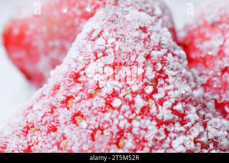 Erdbeere bedeckt mit Raureif, Makroansicht. Gefrorene Beere Stockfoto