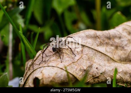 Eine Nahaufnahme einer Pardosa Milvina Spinne auf einem Blatt im Garten. Stockfoto