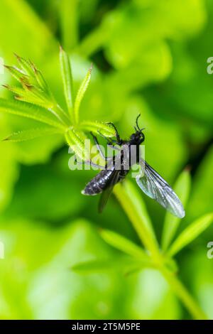 Bibio marci ist eine Fliege aus der Familie Bibionidae, genannt Märzfliegen und Wanzen. Larven dieser Insekten leben im Boden und beschädigten Pflanzenwurzeln. Stockfoto