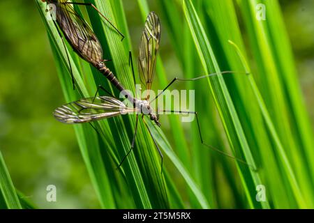 Eine Kranfliege Tipula maxima, die im Frühsommer auf einem Brennnesselblatt ruht. Stockfoto