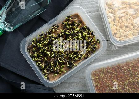 Microgreens anbauen. Verschiedene gekeimte Samen in Behältern auf grauem Holztisch, flach gelegt Stockfoto