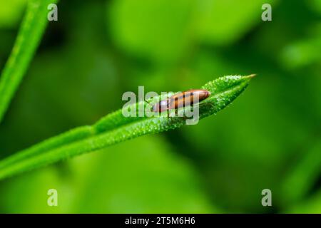 Nahaufnahme eines braunen, haarigen, klickenden Käfers, Athous haemorrhoidalis, der auf einem grünen Blatt im Wald sitzt. Stockfoto