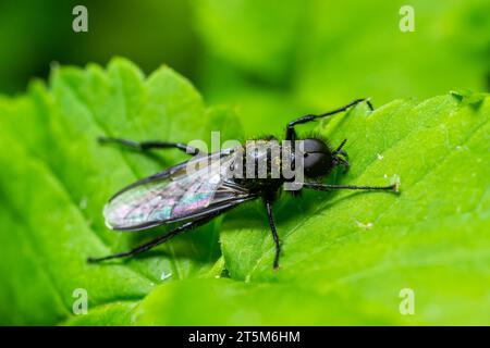 Bibio marci ist eine Fliege aus der Familie Bibionidae, genannt Märzfliegen und Wanzen. Larven dieser Insekten leben im Boden und beschädigten Pflanzenwurzeln. Stockfoto