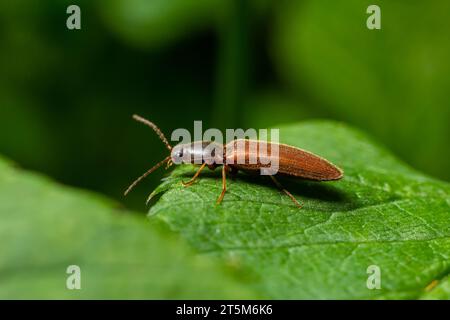 Nahaufnahme eines braunen, haarigen, klickenden Käfers, Athous haemorrhoidalis, der auf einem grünen Blatt im Wald sitzt. Stockfoto