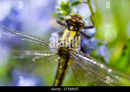 Die Libelle, Gompha vulgaris Gomphus vulgatissimus auf der Pflanze durch das Morgensonnenlicht des Sees im Sommer. Stockfoto