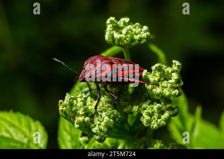 Graphosoma-lineatum-Käfer mit Fliege auf pflanzlichem Hintergrund. Stockfoto