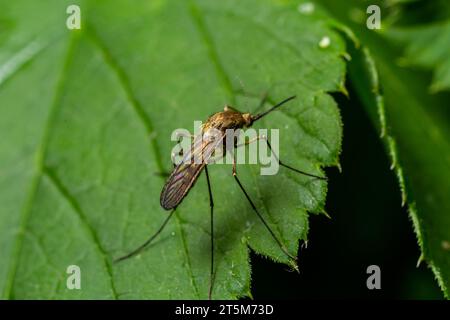 Makronormale weibliche Mücke isoliert auf grünem Blatt. Stockfoto