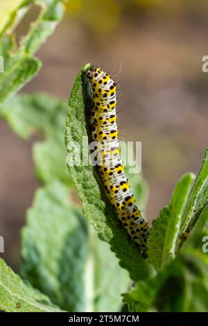 Kerzenraupen Cucullia verbasci, die sich von Gartenblumenblättern ernähren. Stockfoto