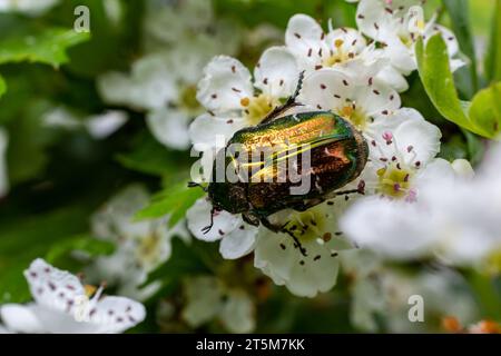 Cetonia aurata auf einer Weißdornblume. Grüne Betle. Stockfoto