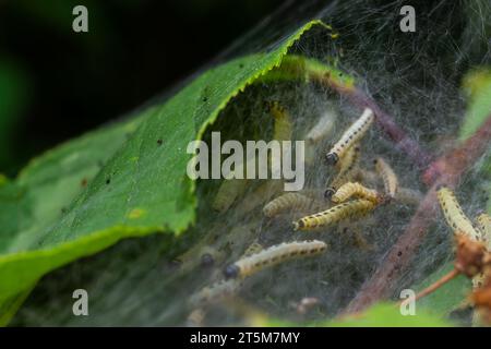 Eine Gruppe von Larven des Vogelkirscherbchens Yponomeuta evonymella verpuppt sich in dicht gepackten gemeinschaftlichen, weißen Netzen auf einem Baumstamm und Ästen zwischen grünen Leven Stockfoto