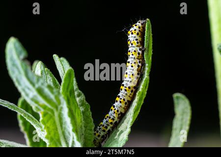 Kerzenraupen Cucullia verbasci, die sich von Gartenblumenblättern ernähren. Stockfoto