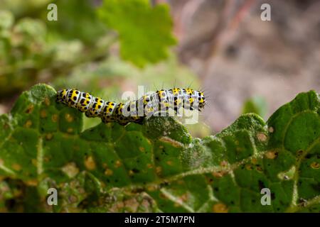 Kerzenraupen Cucullia verbasci, die sich von Gartenblumenblättern ernähren. Stockfoto