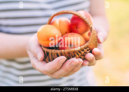 Nahaufnahme von weiblichen Händen, die einen braunen Korb mit frisch geernteten Reifen Bio-Aprikosenfrüchten in Obstgarten halten, selektiver Fokus Stockfoto