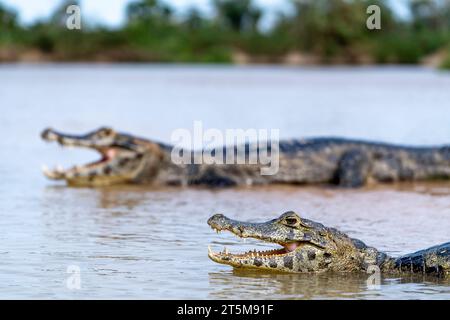 Gefahr yacare-Kaiman in Pantanal (CTK Foto/Ondrej Zaruba) Stockfoto
