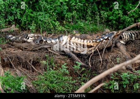 Gefahr yacare-Kaiman in Pantanal (CTK Foto/Ondrej Zaruba) Stockfoto