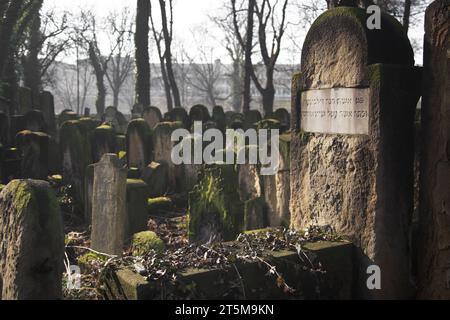 Krakau, Polen - 9. Februar 2020: Grabsteine im Unterholz auf dem Neuen Jüdischen Friedhof in der Miodowa-Straße. Der vernachlässigte, bewachsene Friedhof Stockfoto