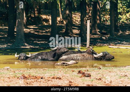 Gruppe von Wasserbüffeln im Teich während der Sommerhitze, selektiver Fokus Stockfoto