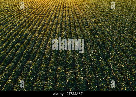 Luftaufnahme von kultiviertem Sojabohnenfeld aus Drohne pov. Hochwinkelansicht der Glycine Max Plantage bei Sonnenuntergang im Sommer. Schwindende Perspektive. Stockfoto