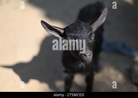 Porträt einer schwarzen Ziege mit großen Augen auf weißem Hintergrund. Bilder indischer Hausziegen Stockfoto