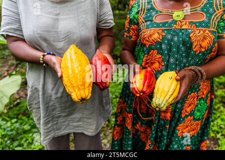 Nahaufnahme zweier afrikanischer Ernterinnen, die die Kakaoschoten zeigen, die sie gerade geerntet haben. Stockfoto