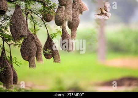 Der baya Weber sucht nach Construction CHANDIGARH, INDIEN ERSTAUNLICHE BILDER eines Baya Weaver, der Stroh bringt, um ihre einzigartig aussehenden Nester zu bauen, haben Bienen Stockfoto