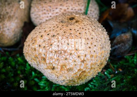 Common Earthballs The New Forest, England - Skleroderma citrinum Stockfoto