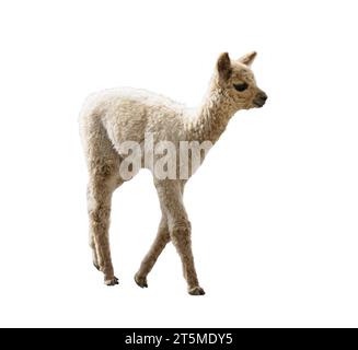 Ein Pacos Lama, Alpaca auf transparentem Hintergrund Stockfoto