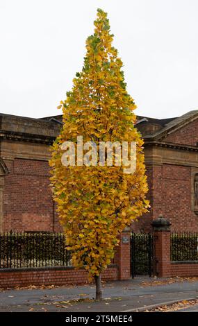 Fastigiate Tulip Tree (Liriodendron tulipifera) im Herbst, Leamington Spa, Großbritannien Stockfoto