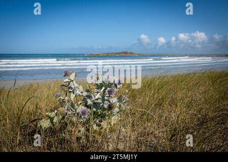 Eine Meeresblumendistel auf den Dünen mit dem Strand und den Meereswellen im Hintergrund. Stockfoto