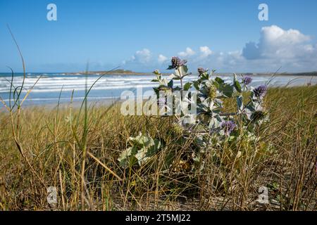 Eine Meeresblumendistel auf den Dünen mit dem Strand und den Meereswellen im Hintergrund. Stockfoto