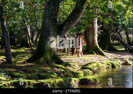 Ponys im New Forest, England Stockfoto