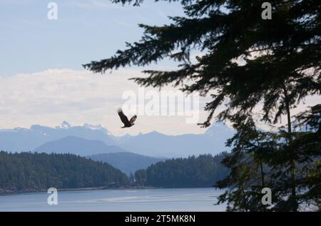 Ein Weißkopfseeadler fliegt zurück zu seinem Nest in einem hohen Baum mit Blick auf die Ssmelt Bay vor der Küste von Cortes Island, Britisch-Kolumbien. Stockfoto