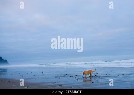 Hund vergräbt Stock am Strand. Neskowin, Oregon Stockfoto