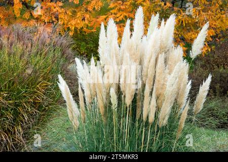 Cortaderia selloana im Herbstgarten Pampas Maiden Gras und gelblicher Baum Hintergrund szenische Aussicht Stockfoto