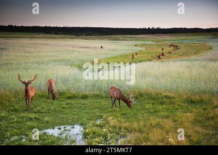 Eine Elchherde weidet auf einem Feld in der Nähe von Norwood, Colorado. Stockfoto