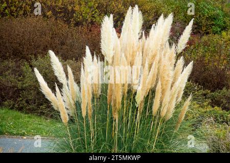 Herbst, Ziergras, Cortaderia selloana Pampas Gras im Garten Stockfoto