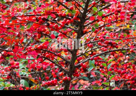 Herbst, Laub, Sträucher, Rot, Beeren, Blätter, Zweige, Laub, Cotoneaster horizontalis „Robusta“ Stockfoto