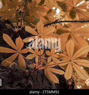 Braune Blätter in der Herbstsaison, Herbstblätter Stockfoto