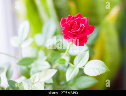 Rosenblume in einem Blumentopf. Dekorative Hauspflanze. Stockfoto