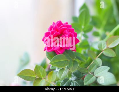 Rosenblume in einem Blumentopf. Dekorative Hauspflanze. Stockfoto