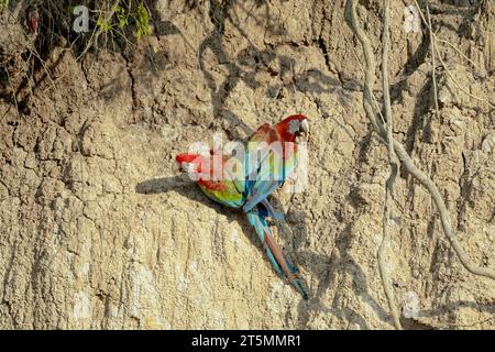 Red and Green Macaw ist in Claylick Stockfoto