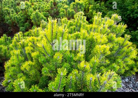 Golden, Yellow, Pine, Pinus mugo „Winter Gold“ im Garten Pinus Winter Gold Stockfoto