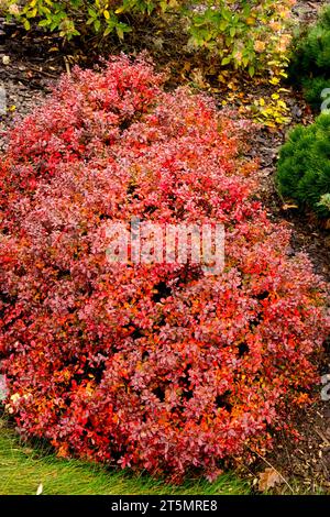 Japanische Berberitze, Berberis thunbergii 'Bewunderung' im Garten, Herbst Stockfoto