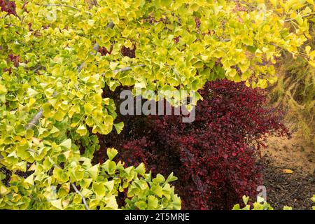 Maidenhair Tree, Ginkgo Biloba Liebhaber, Ast, Laub, Gelbfärbung, Blätter im Herbstgarten Stockfoto