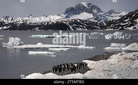 Gruppe der Adelie-Pinguine (Pygoscelis adeliae) auf der Antarktischen Halbinsel in der Antarktis. Stockfoto
