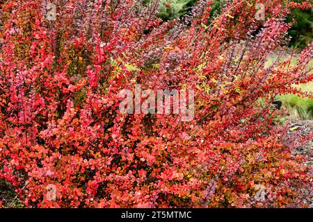 Herbst, japanische Berberitze, Berberis thunbergii „Helmonds Pillar“ Stockfoto